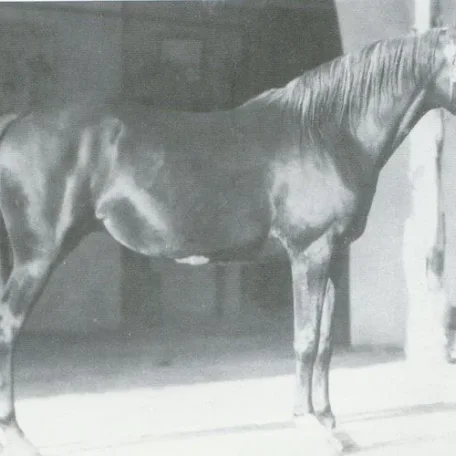 *RIFLA (Rasim x Rim by Astralad)