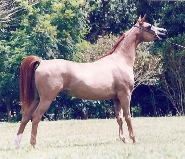 Alfombra