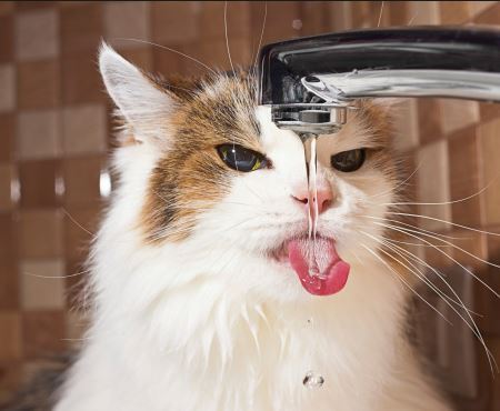 Dehydration in Cats