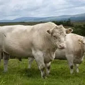 Whitebred Shorthorn