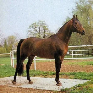 Elfur