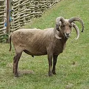 Manx Loaghtan