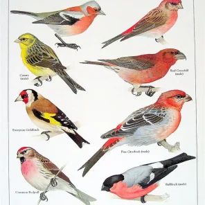 Small Pet Bird Supplies Checklist