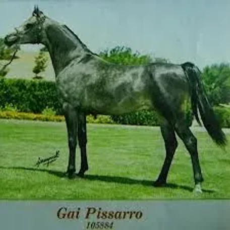 Gai Pissarro
