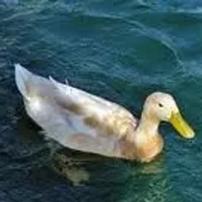 Buff Orpington Duck