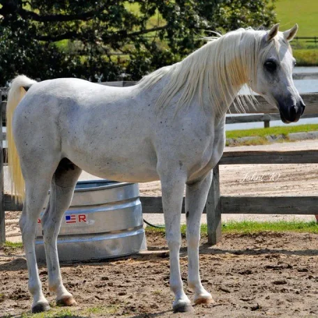 Imperial Kabisah (Imperial Al Kamar X BB Ora Kalilah)this picture was taken without any clipping etc, just in her natural state