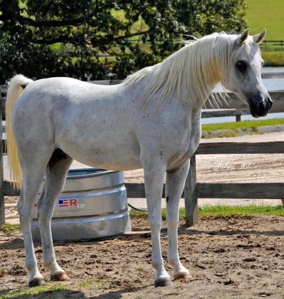 Imperial Kabisah (Imperial Al Kamar X BB Ora Kalilah)this picture was taken without any clipping etc, just in her natural state