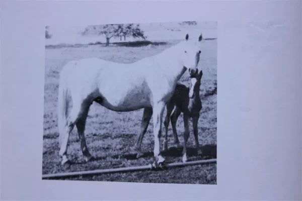 Arabrab (Raseyn x Valencia) grey mare, foaled May 3, 1941
bred by Fred Woiferman