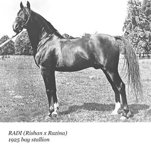 Radi