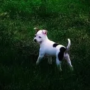 Rat-Cha (Designer Dog)