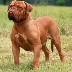 Dogue de Bordeaux