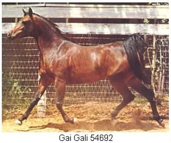 Gai Gali