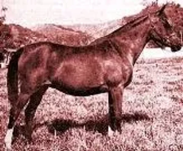 Farnasa