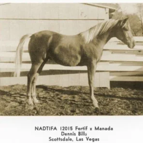 NADTIFA