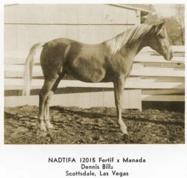 NADTIFA
