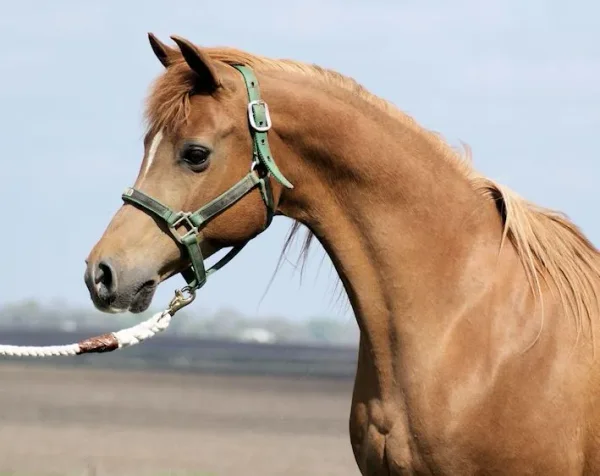 Pros Mirage