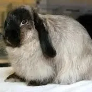 Cashmere Lop