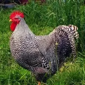 Barred Plymouth Rock