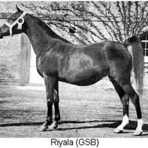 Riyala