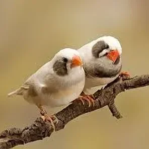 Gray Cheek/Fawn Cheek Zebra