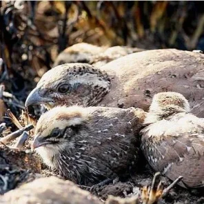 Rock Bush Quail