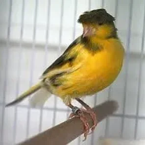 Crested Canary