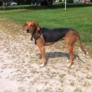 Kerry Beagle