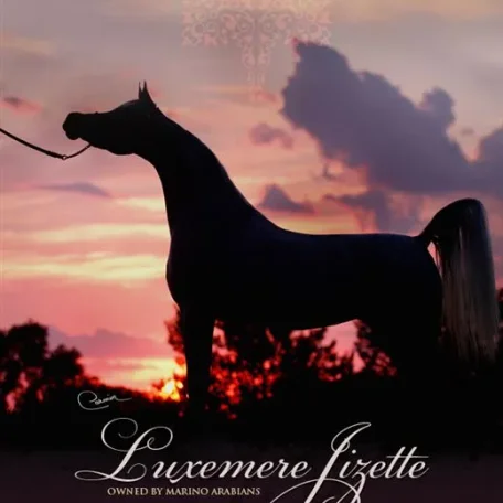 Luxemere Jizette Champion Arabian Mare
