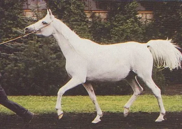 *Espada
