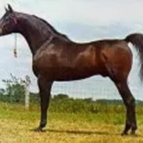*EL MAREEKH