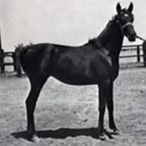MEDALLELA