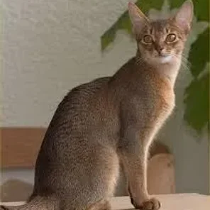 Abyssinian