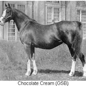 Chocolate Cream