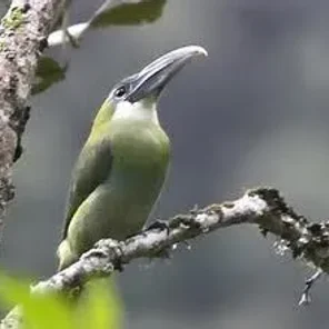 Blue-banded Toucanet
