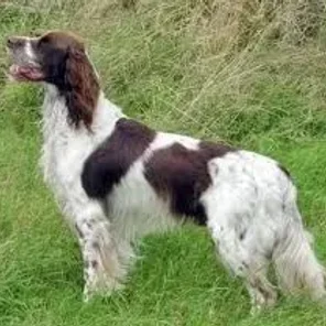 French Spaniel