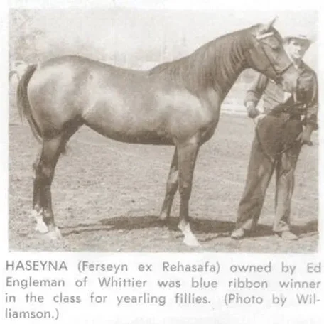 HASEYNA