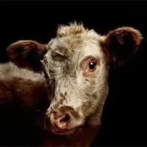 Eastern Finncattle