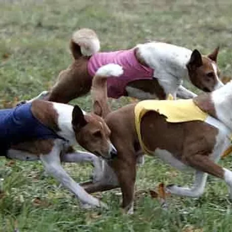 Lure Coursing