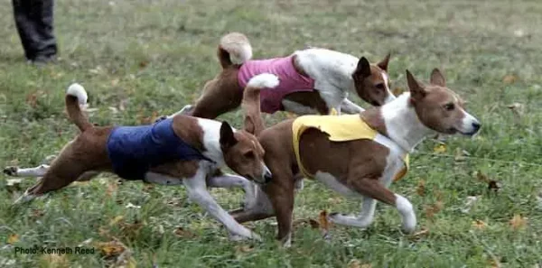 Lure Coursing