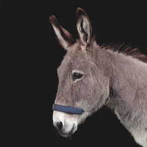 Which Donkey Kicks Ass?