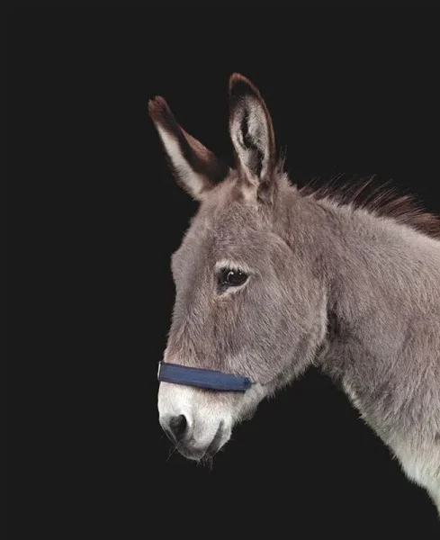 Many flavors of Donkey