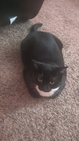 Abigail