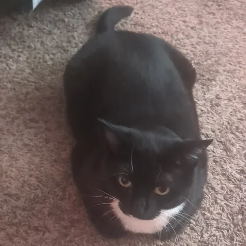 Abigail