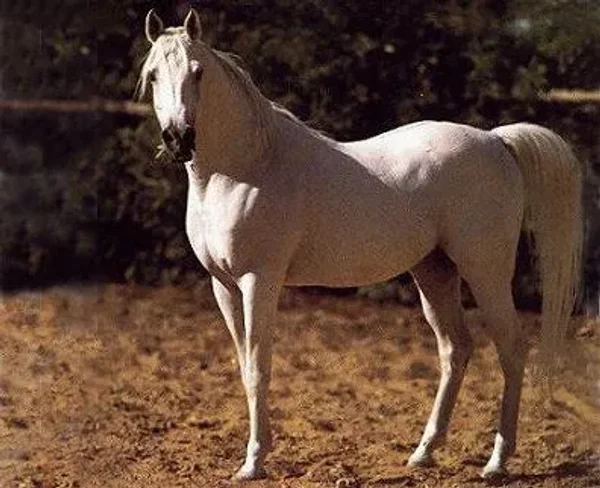 SHAARAWI