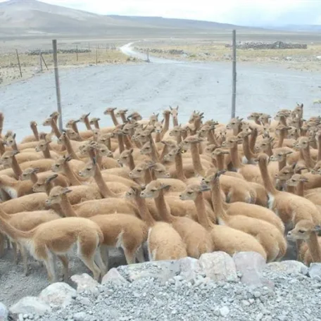 Alpaca Fiesta 2014