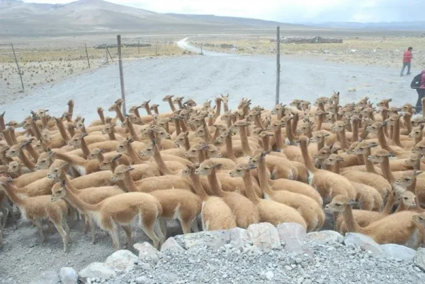 Asociación Internacional de la Alpaca
