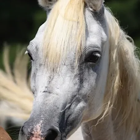 We are thrilled that this very beautiful Straight Egyptian Mare…Adiba is in-foal to El Molok for a 2014 foal!