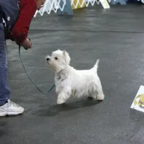 Agility Part 2 (Rally)