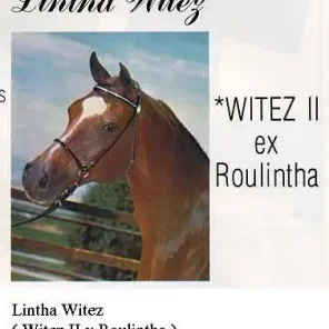 LINTHA WITEZ