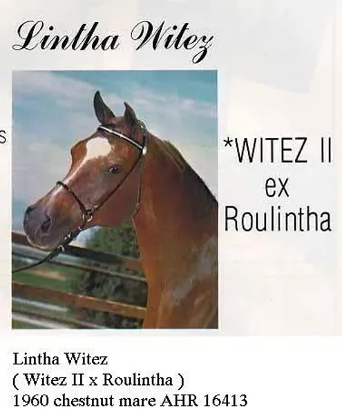 LINTHA WITEZ